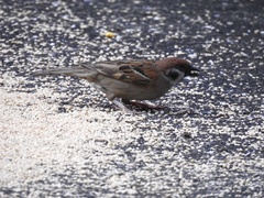 Passer montanus
