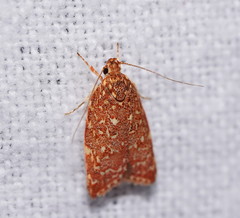 Syringoseca rhodoxantha