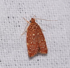 Syringoseca rhodoxantha