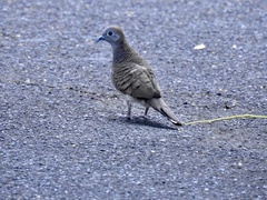 Geopelia striata