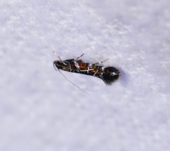 Stagmatophora argyrostrepta