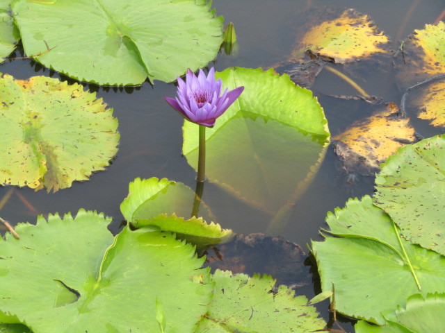 Nymphaea nouchali