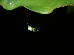Bijoaraneus praesignis
