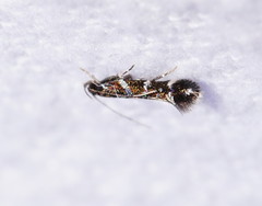 Stagmatophora argyrostrepta