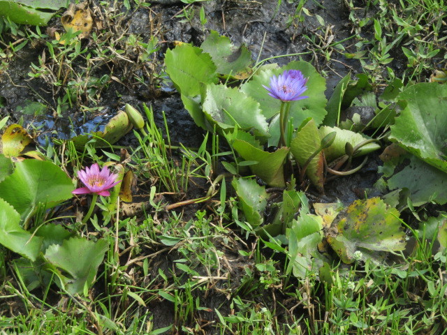 Nymphaea nouchali