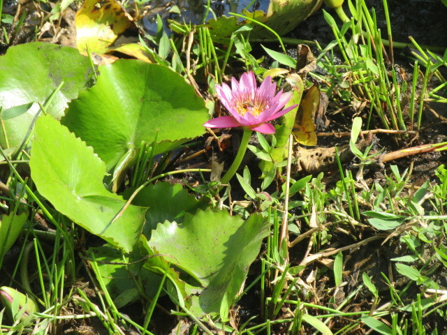 Nymphaea nouchali