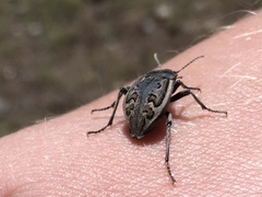 Pilobalia