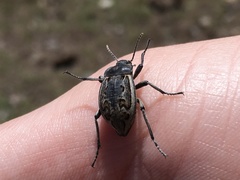 Pilobalia