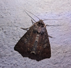 Condica dolorosa