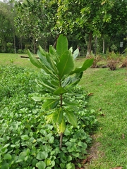 Barringtonia asiatica