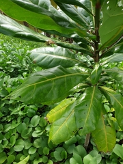 Barringtonia asiatica