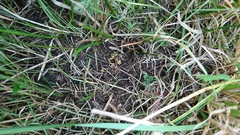 Gratiola sexdentata