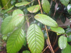 Rubus nebulosus