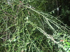 Citrus australasica