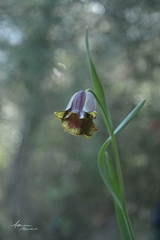 Fritillaria elwesii