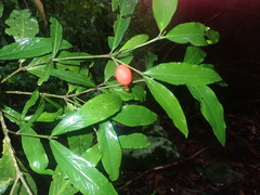 Atractocarpus chartaceus