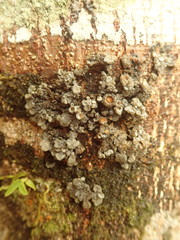 Physma byrsaeum
