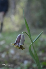 Fritillaria elwesii