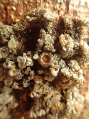 Physma byrsaeum