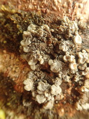 Physma byrsaeum