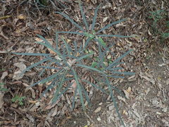 Plerandra elegantissima