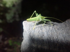 Paraphisis tryonensis