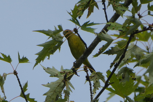 Orange-crowned Warbler (Leiothlypis celata), photo 8
