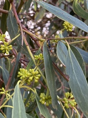 Rayieria basifer