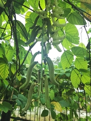 Mucuna pruriens