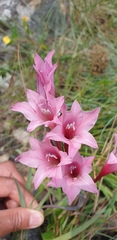 Gladiolus varius