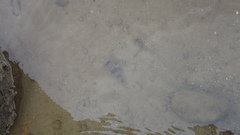 Marilyna pleurosticta