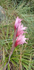 Gladiolus varius