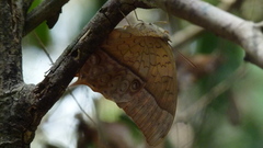 Charaxes varanes vologeses