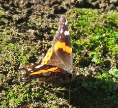 Vanessa atalanta