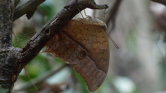 Charaxes varanes vologeses