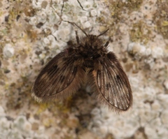 Pneumia trivialis