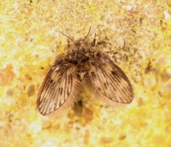 Pneumia trivialis