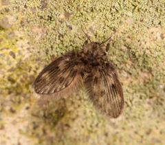 Pneumia trivialis
