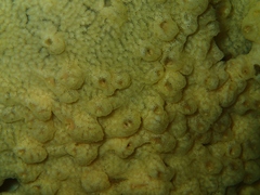 Didemnum lissoclinum