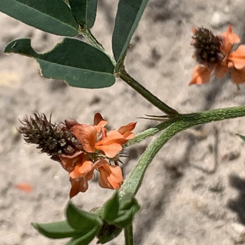 Indigofera hochstetteri