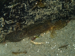 Callogobius mucosus