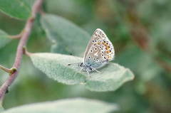 Polyommatus kamtshadalis