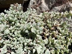 Oscularia caulescens