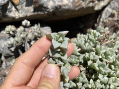 Oscularia caulescens