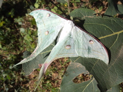 Actias selene