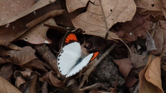 Colotis euippe euippe