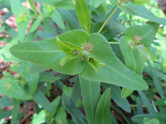 Euphorbia sieboldiana