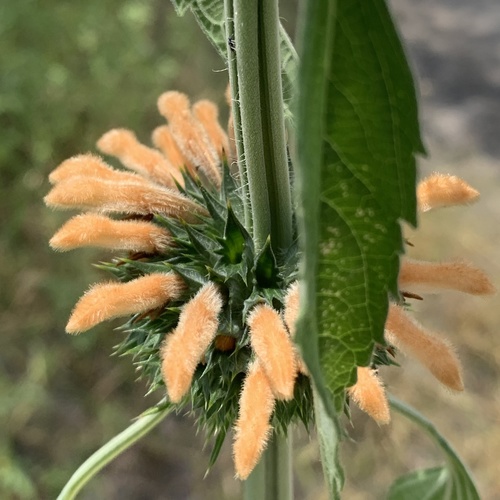 lion's ear