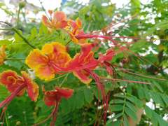 Caesalpinia pulcherrima