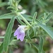 Justicia divaricata - Photo (c) Riana Fourie, some rights reserved (CC BY-NC), uploaded by Riana Fourie